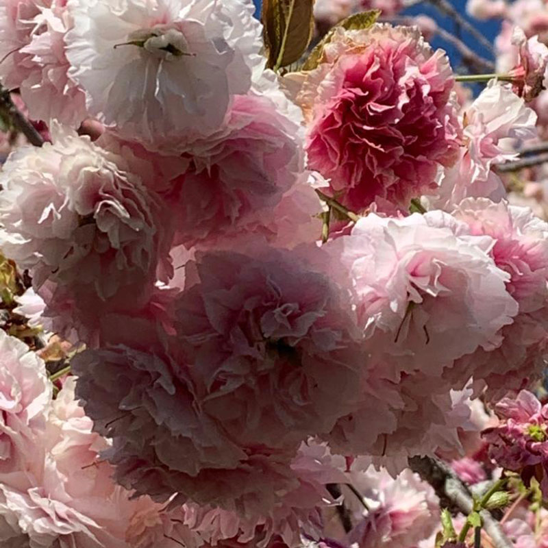 grow-seasonal-guides