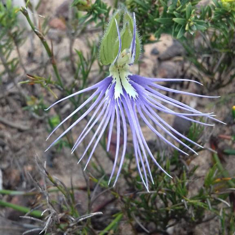 natures-way_hello-healthi-1